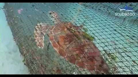 Turtle Excluder Device (TED) fitted to a trawl net to stop turtles drowning