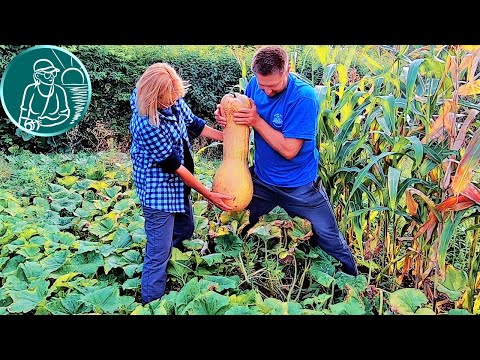 🎃 Мускатная тыква от посадки до уборки урожая 🌿 Выращивание тыквы по технологии Гордеевых