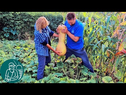 Видео: Выращивание мускатной тыквы: как выращивать мускатную тыкву