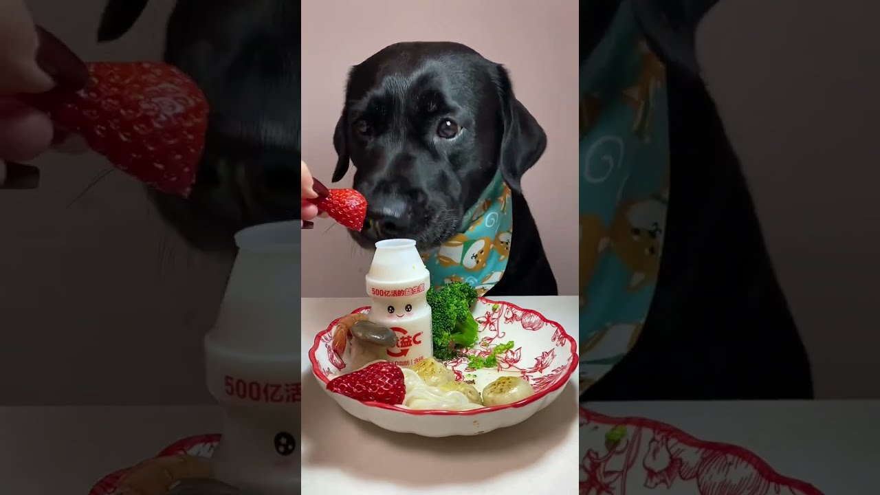S6 I Haven T Eaten Steak For A Long Time Cute Pet Debut Plan Labrador Oh My God It S So Fragrant 2