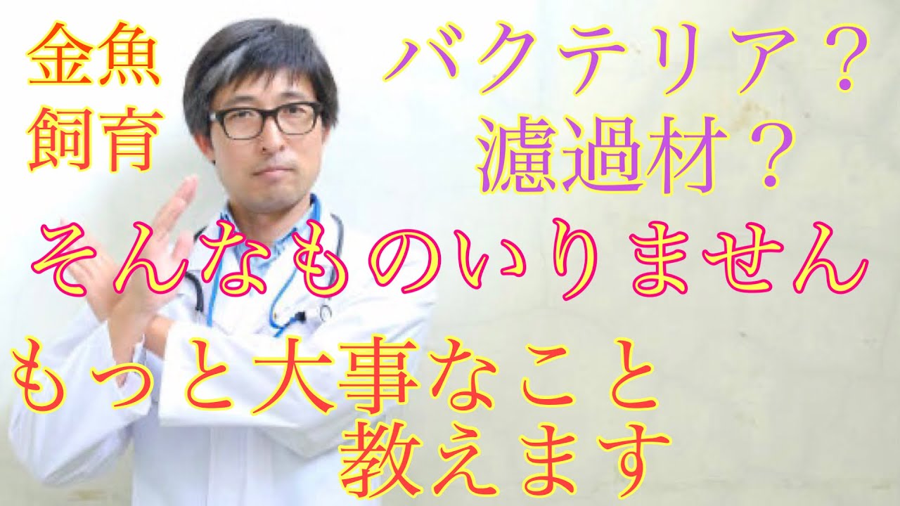 金魚水槽を良い環境にするためにしてきたこと バクテリアや濾過材は不要 Youtube