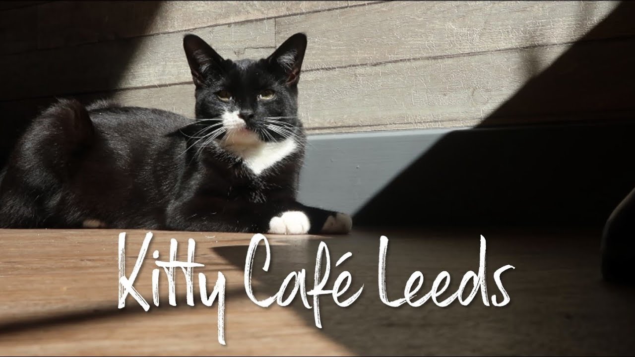 Kitty Cafe Leeds! YouTube