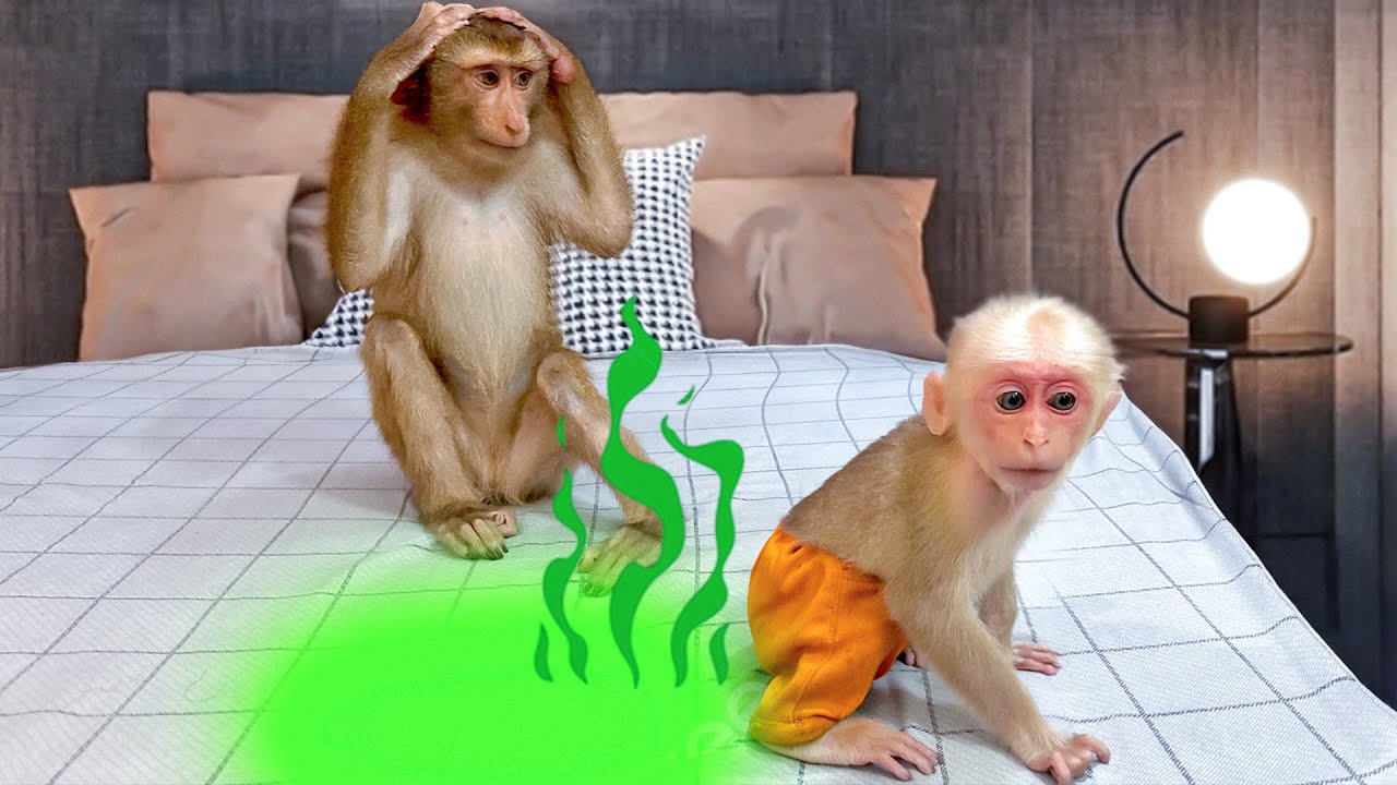 Боже мой, обезьянка ПиПи переживает из-за того, что обезьянка Лака совершила этот ужасный поступок.