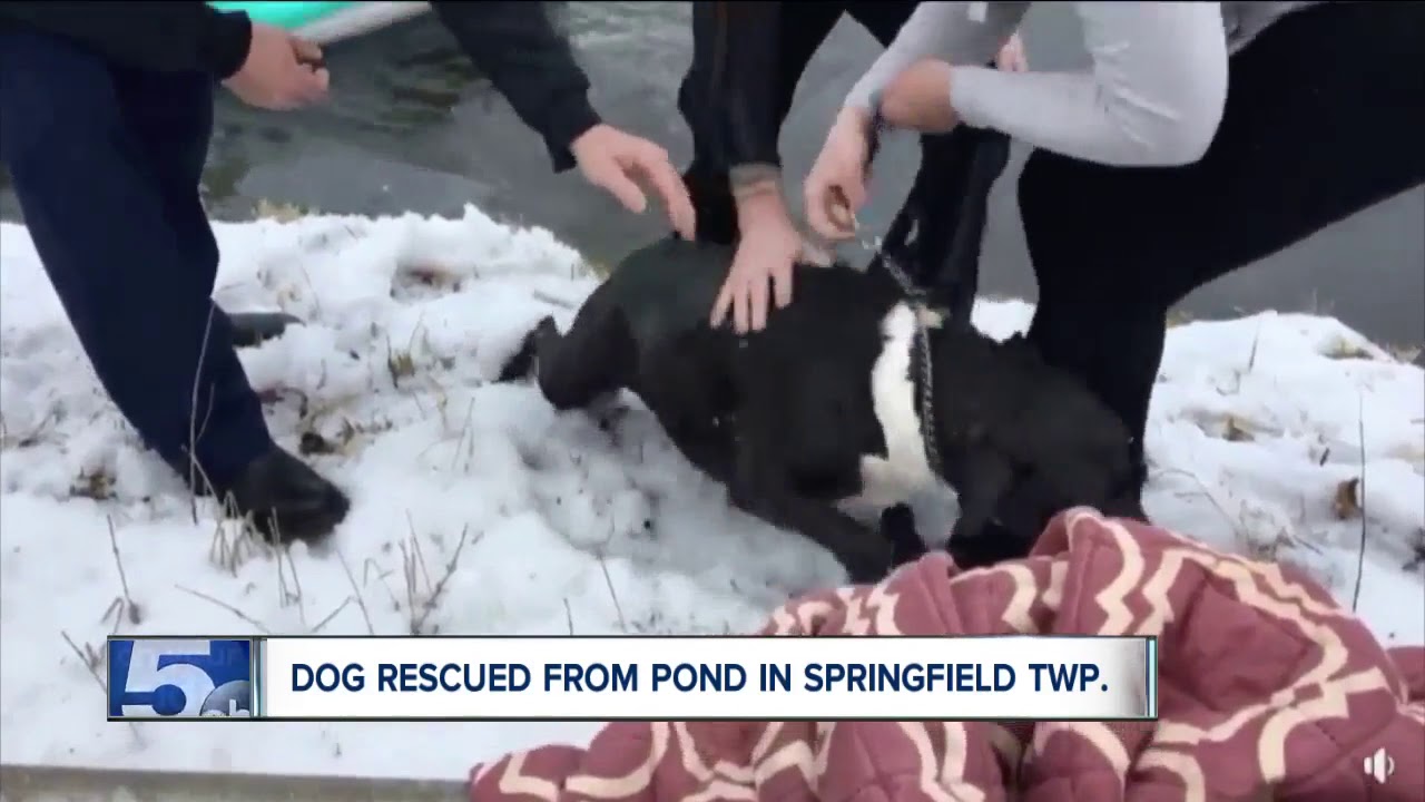 Watch: Springfield Township police officer rescues dog from icy pond ...