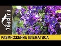 Размножение клематиса черенками - 7 дач