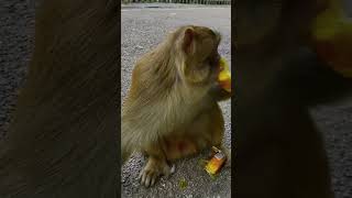 Video 305678a8 c376 415b 9e7d d5660bf67b49