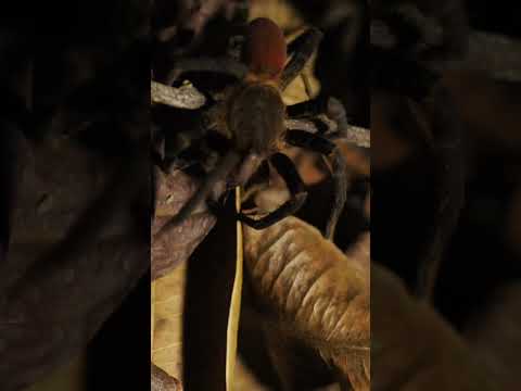 Vidéo: Une araignée est-elle un insecte ?