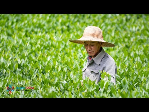 Video: Secretos Del Té Verde