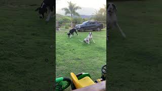 Dogue Alemão - Perfeição