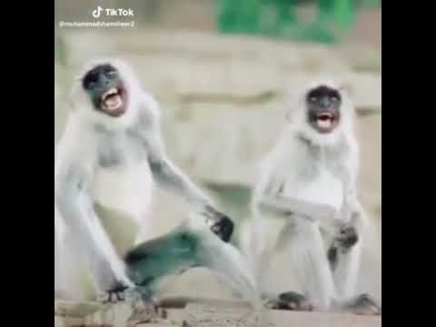 Gülen maymunlar