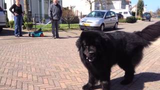 New Foundlander Vs Vizsla Pup