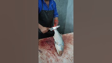 Filleting Threadfin Fish Perfectly (No Fillet Knife) — Pro Method