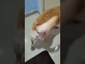 Dhundli Didiko Cocone Trending Labrador Ytshorts Animals Funny Cute Dog Trend Love Yt