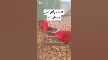 هَـٰذَا خَلْقُ اللَّهِ #سورة_لقمان#الدوسري#ببغاء-ملون#قران_كريم #قرآن#حديقة_الحيوانات #طيور#عصافير