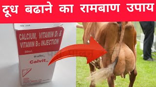 गाय भैंस का दूध बढाने का रामबाण इलाज | Doodh badhane ka tarika | How to increase cow buffalo milk