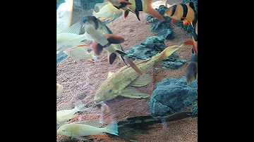 #fish#fisch#Fisch#Fische#рыба#рыбалка#Аквариум#аквариумные рыбки#рыбак#рыбалка#poisson#pez