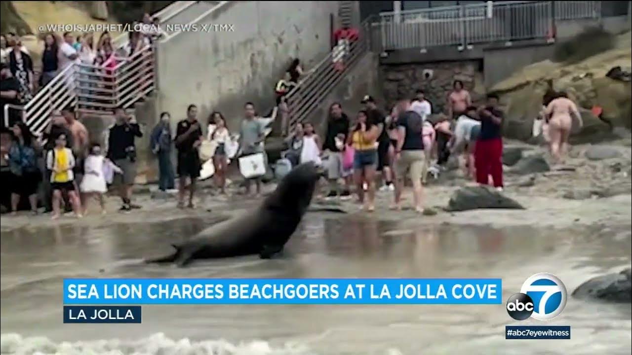 2 sea lions charge beachgoers at La Jolla Cove in San Diego - YouTube