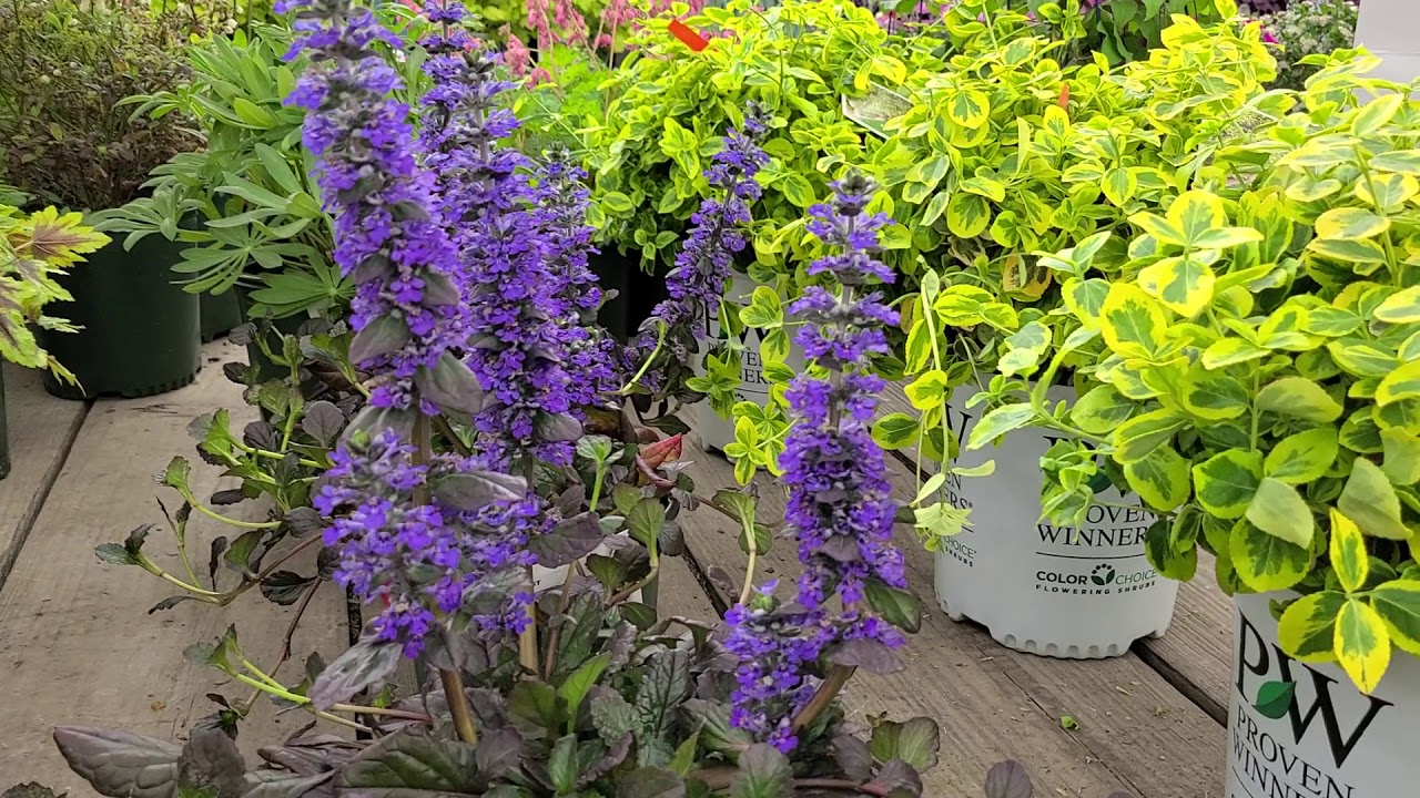 Ajuga 'Catlin's Giant'  (Bugleweed) // Popular Groundcover