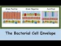 The Bacterial Cell Envelope