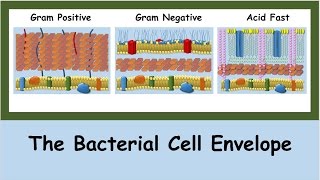 The Bacterial Cell Envelope