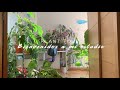 Plant Tour: ¡Bienvenidos a mi estudio! Os enseño parte de mi colección de plantas 🌿