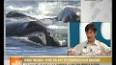 El fascinante mundo de los cetáceos ile ilgili video