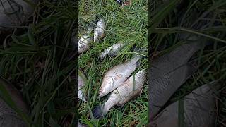 Download Lagu Mancing ikan Kakap monster liaran full strike MP3