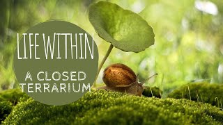 Life in a Closed Terrarium 4K