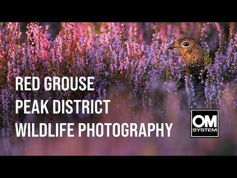 Photographing RED GROUSE in a beautiful PURPLE HEATHLAND - Wildlife Photography - OM System OM-1