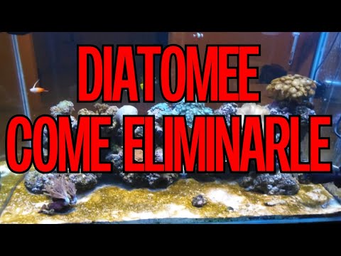 Video: Dove si trovano i sedimenti di diatomee?