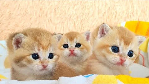 Video 4437751: british shorthair golden kitten, adorable british shorthair kitten, house british shorthair
