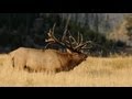 500 world record elk spyder bull entire hunt  mossback