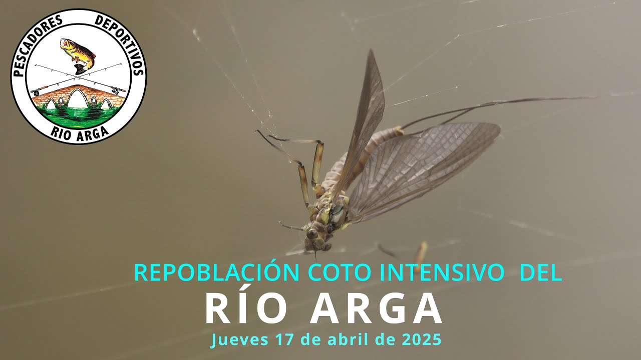 Repoblación intensivo rio Arga 17 04 2025