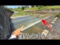 【重大報告】都市河川を流れる堰の中に在来種を食い荒らす巨大外来種が潜んでいた…