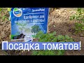 ПОСАДКА ТОМАТОВ в ТЕПЛИЦУ. Удобрения при посадке томатов. ТопСад