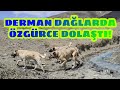 KANGAL DERMAN'LA DAĞ GEZİSİNE ÇIKTIK DERMAN ÇOK İYİ TOPARLANDI!