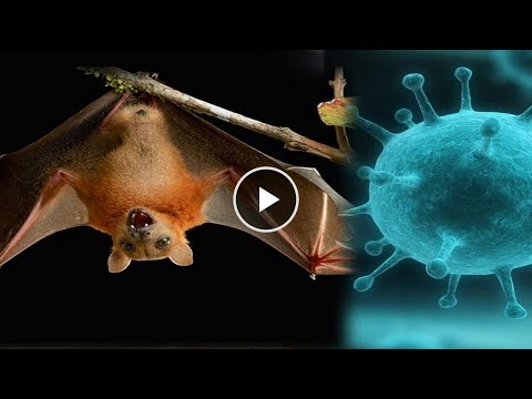 Vídeo: Virus Del Mixoma En Conills