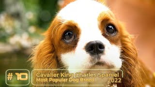 Top 10 Most Popular Dog Breeds 2022 by Aiamazing Top 10 530 views 1 year ago 8 minutes, 19 seconds