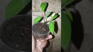 Sokan Ficus Sp mame bonsai
