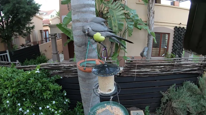 Linda's Garden: My family of African Grey Lurie's:...