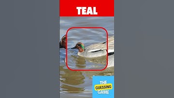 GUESS THE BIRD IN 3 SECOND #gk #quiz #BIRD