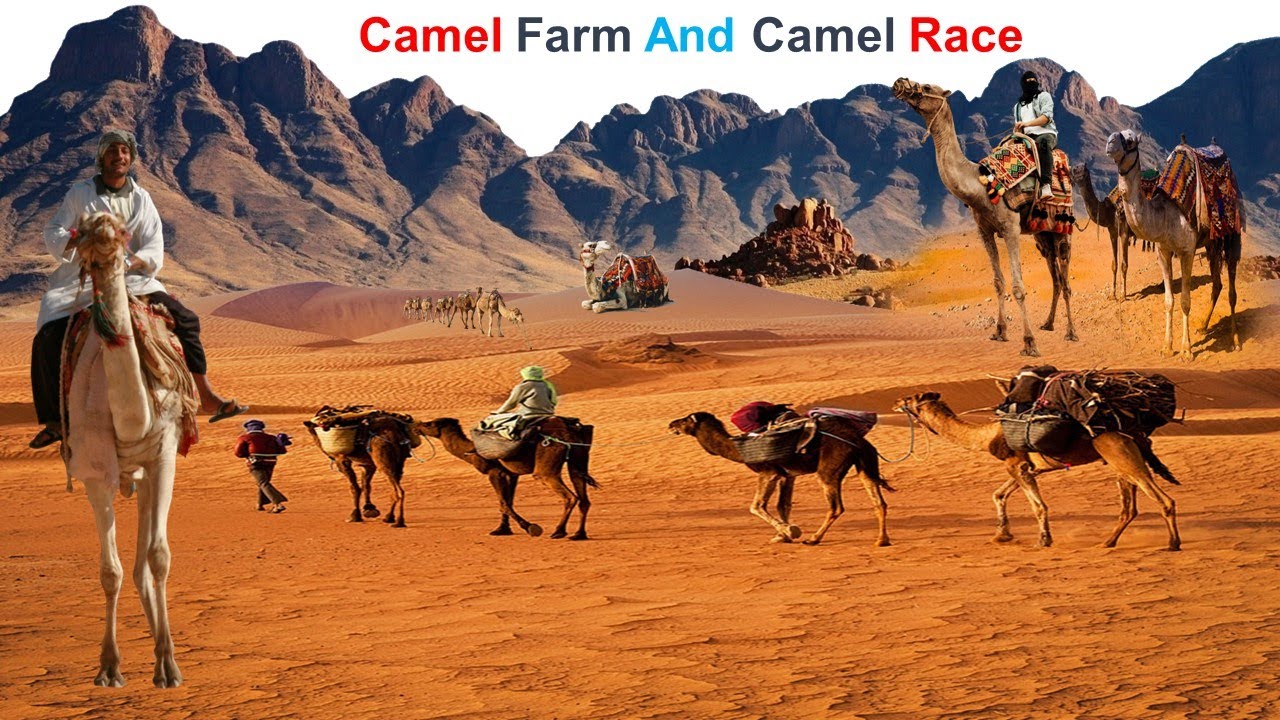 CAMEL FARM / CAMEL RACE / DUBAI UNITED ARB EMRATES / HOW TO PEOPLE  WORKING  IN CAMEL FARM /UAE