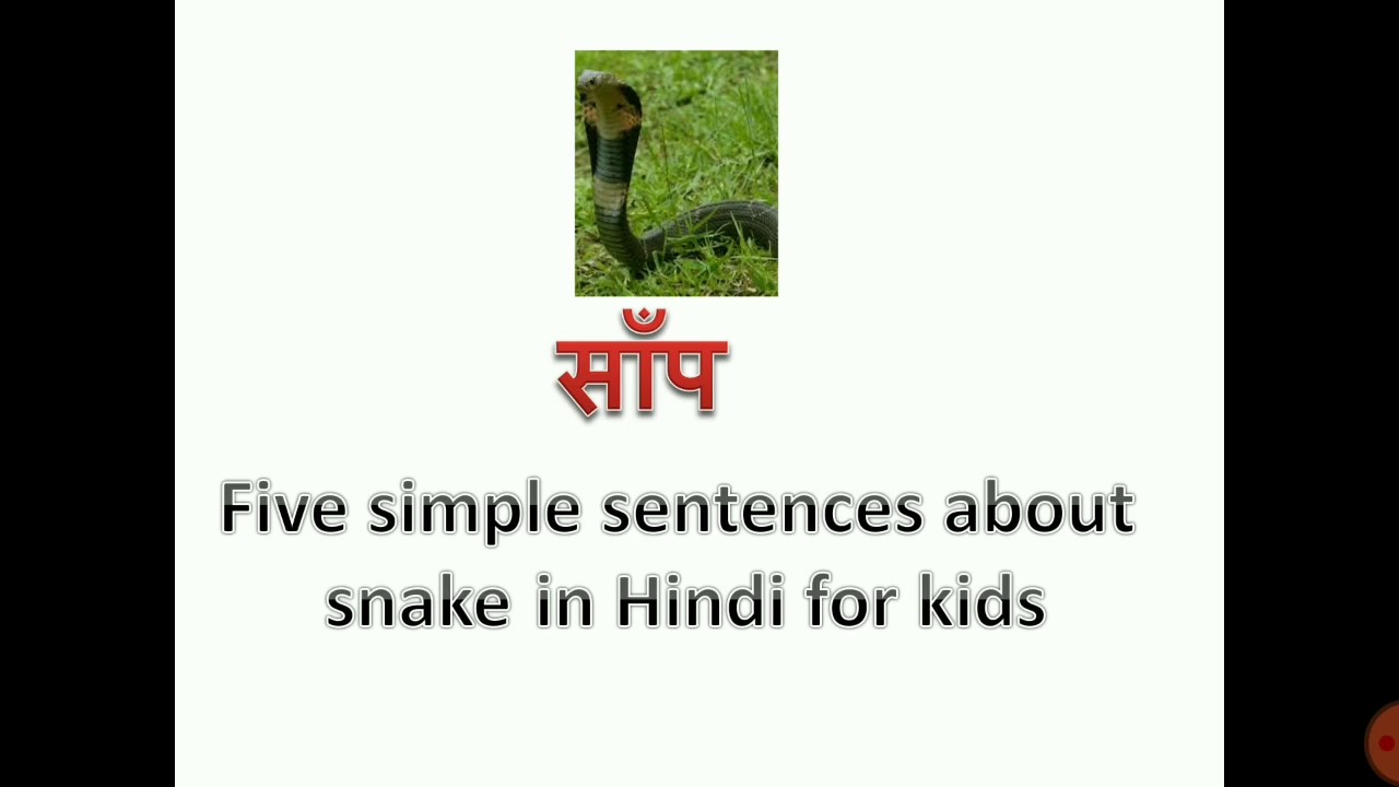 study-time-simple-sentence-about-snake-in-hindi-essay-on-snake-in-hindi-for-kids