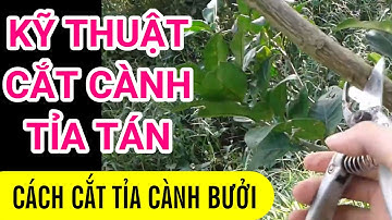 A8. Bưởi da xanh, cách tỉa cành tạo tán cây Bưởi. #CuuHoNongNghiep #CHNN