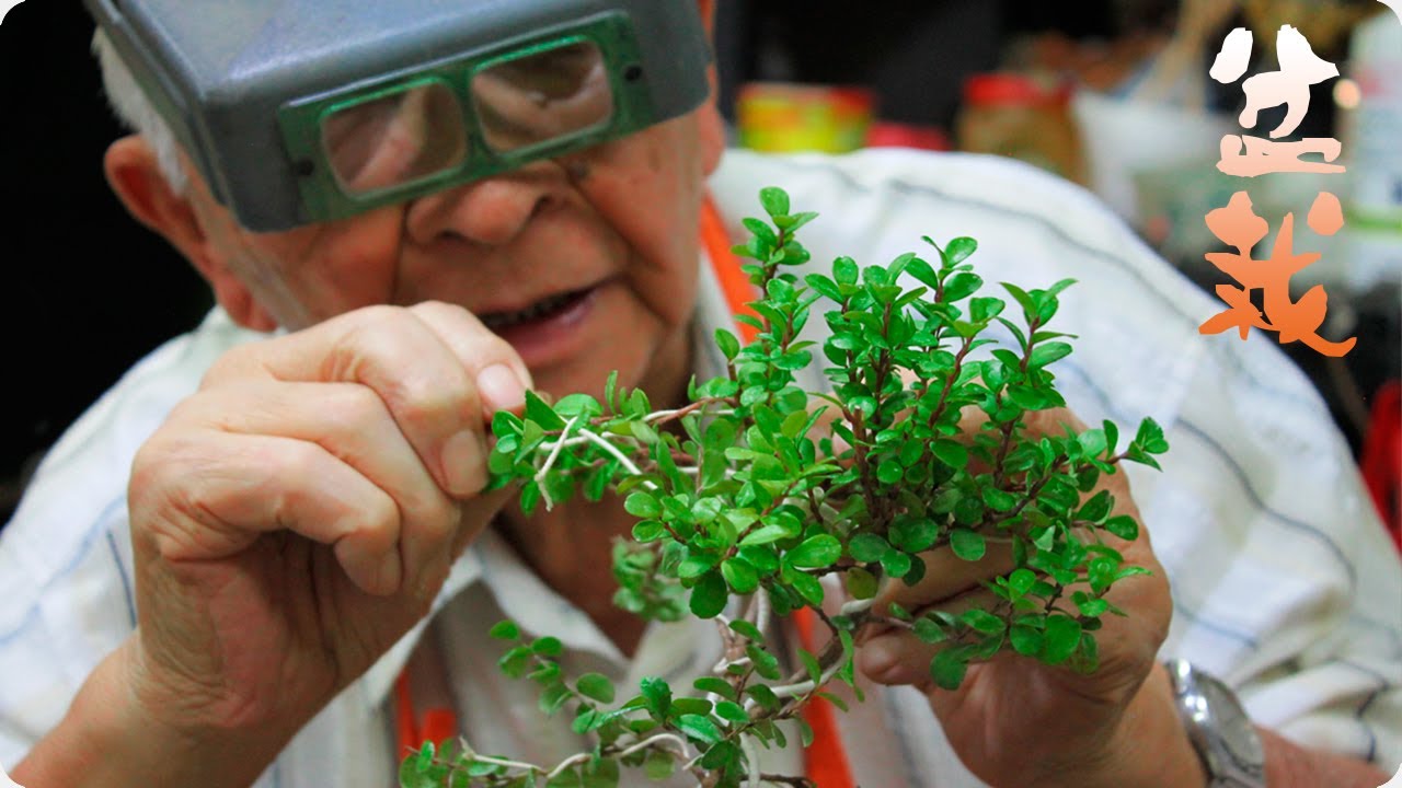 Como Hacer Un Bonsai Desde Cero Pdf 2023