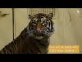 Lucu the Sumatran tiger arrival | Edinburgh Zoo