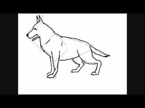 Dessin de chien berger allemand - Comment Dessiner