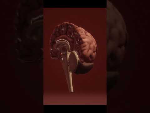 مكسرات تساعد على تقوية الذاكرة و التركيز و الذكاء والمكسرات هى اللوز و البندق و الكاجو و اللب السورى