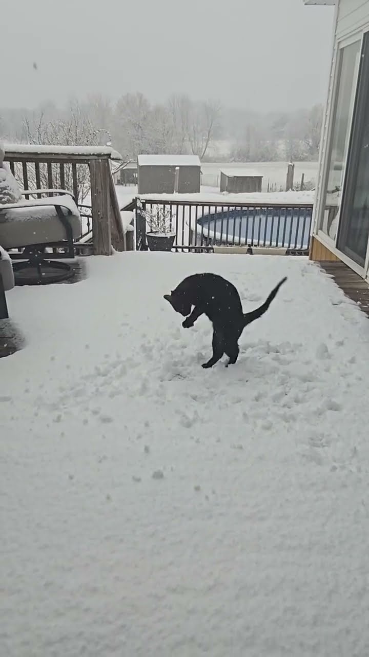 Top des vidéos très drôle le chat noire ??????????