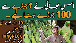 New Business Idea Ringneck Farming In Lahore |Smart Business Big Earning| Ghar Beth kr Pesy Kamain